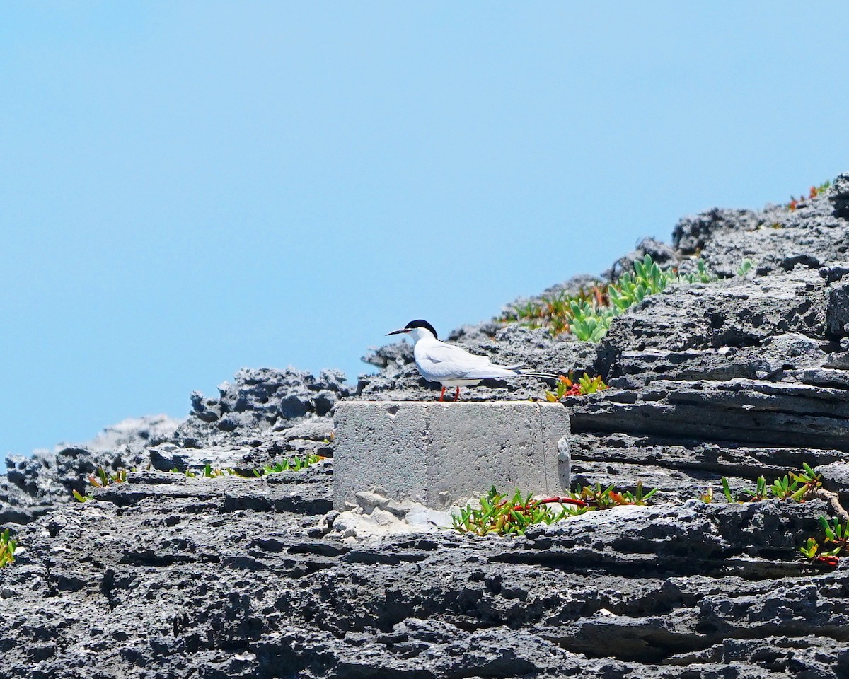 Roseate Tern - ML581189831