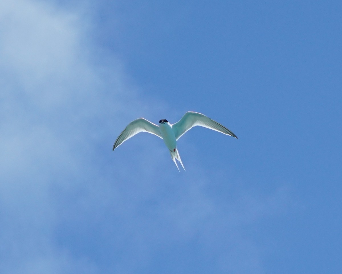 Roseate Tern - ML581189841