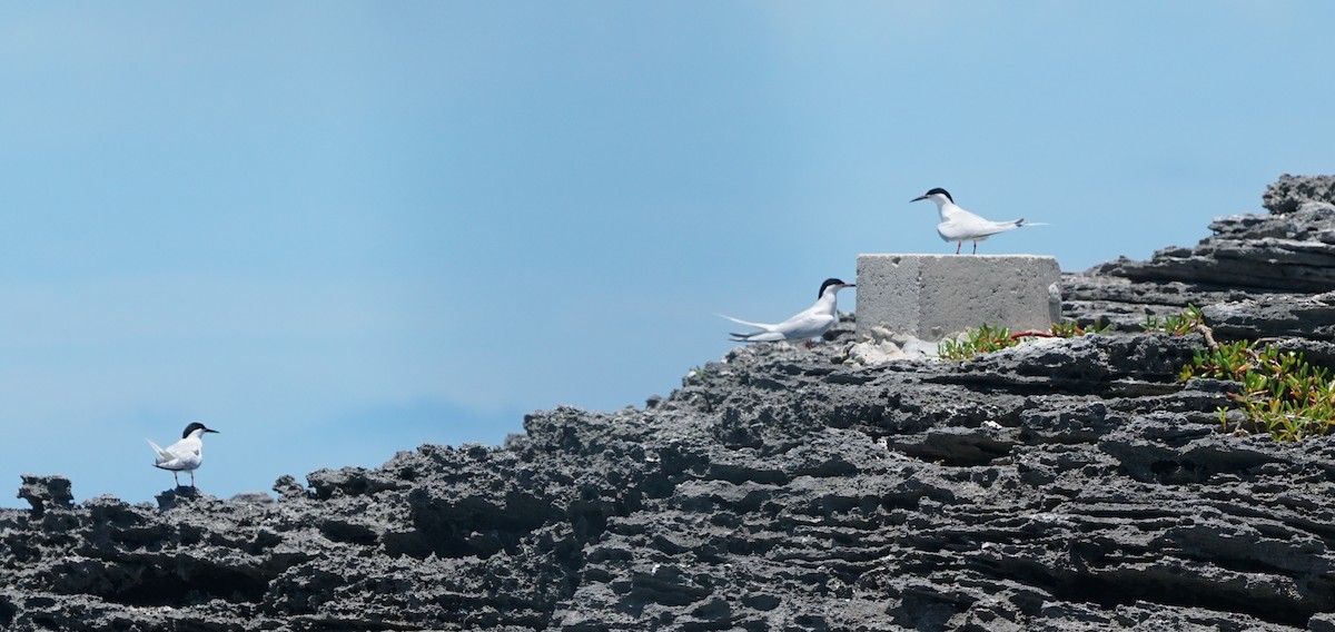 Roseate Tern - ML581189901