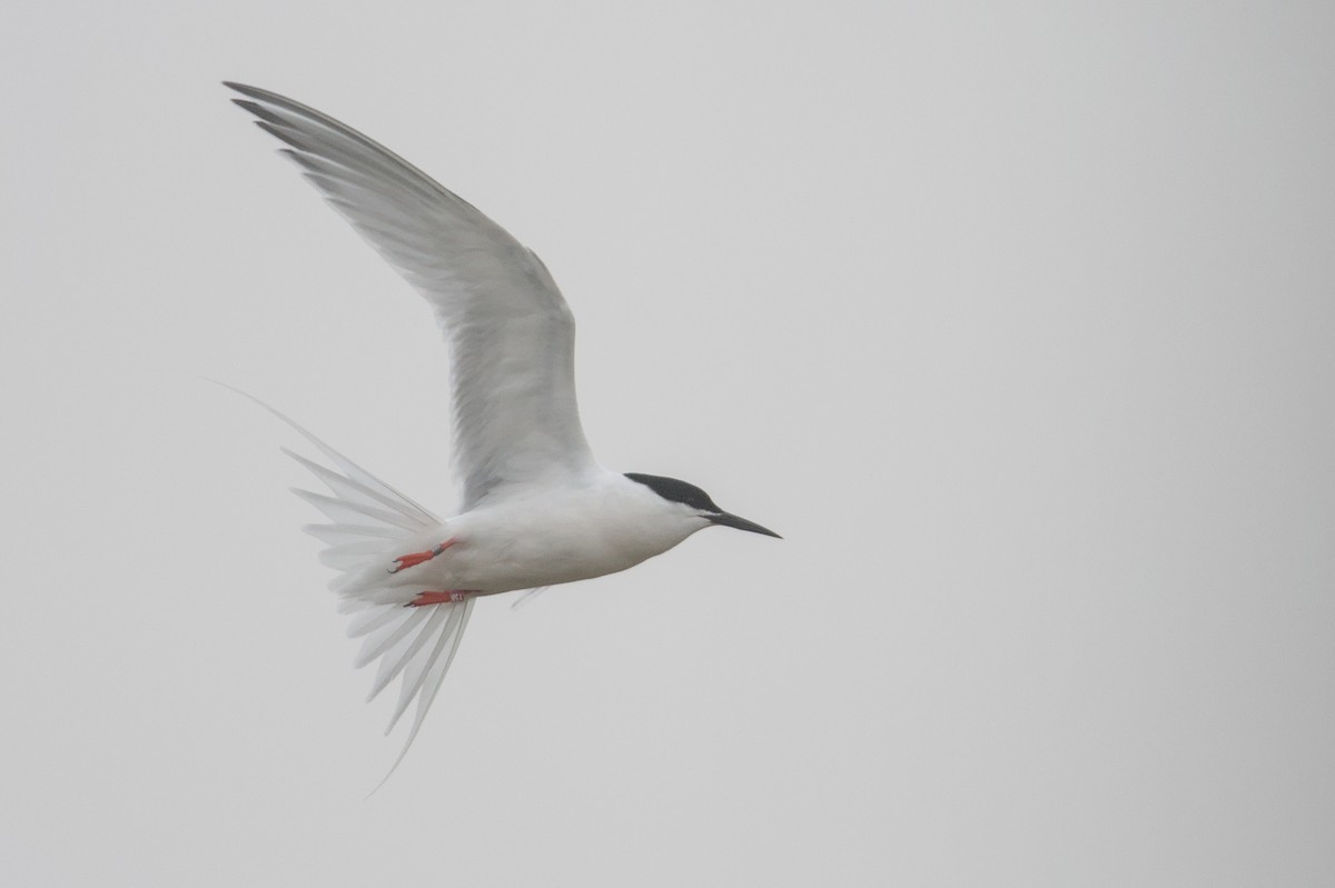 Roseate Tern - Lucas Berrigan