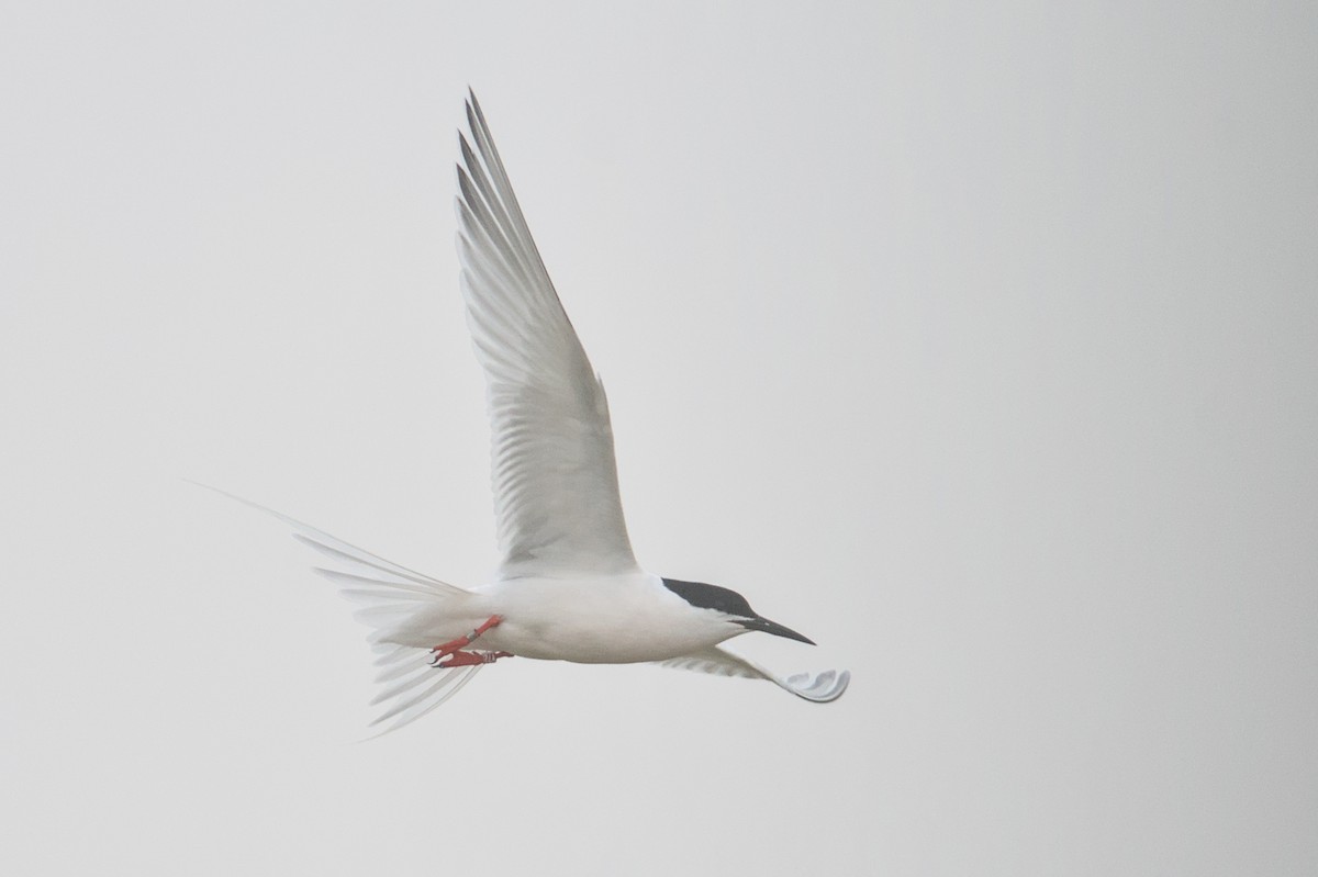 Roseate Tern - ML581190241