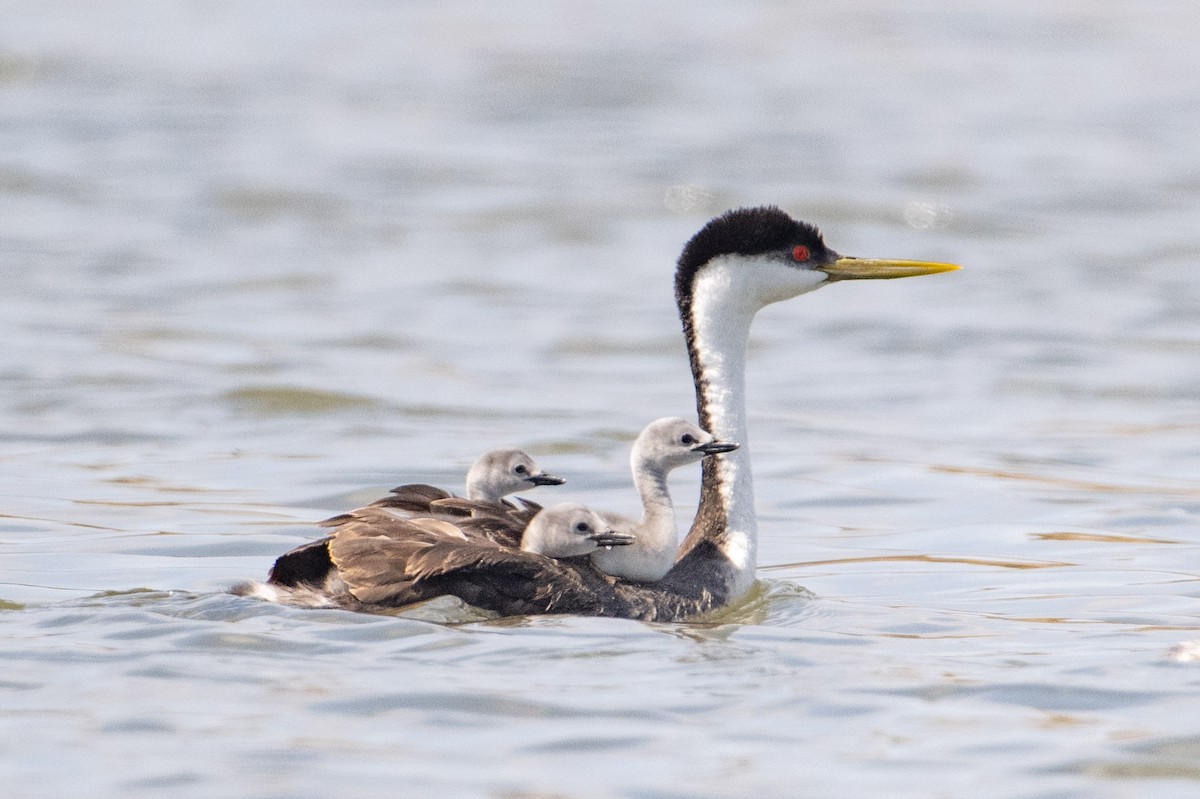 Western Grebe - ML581190301