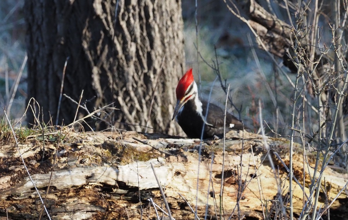 Pileated Woodpecker - Karen Markey