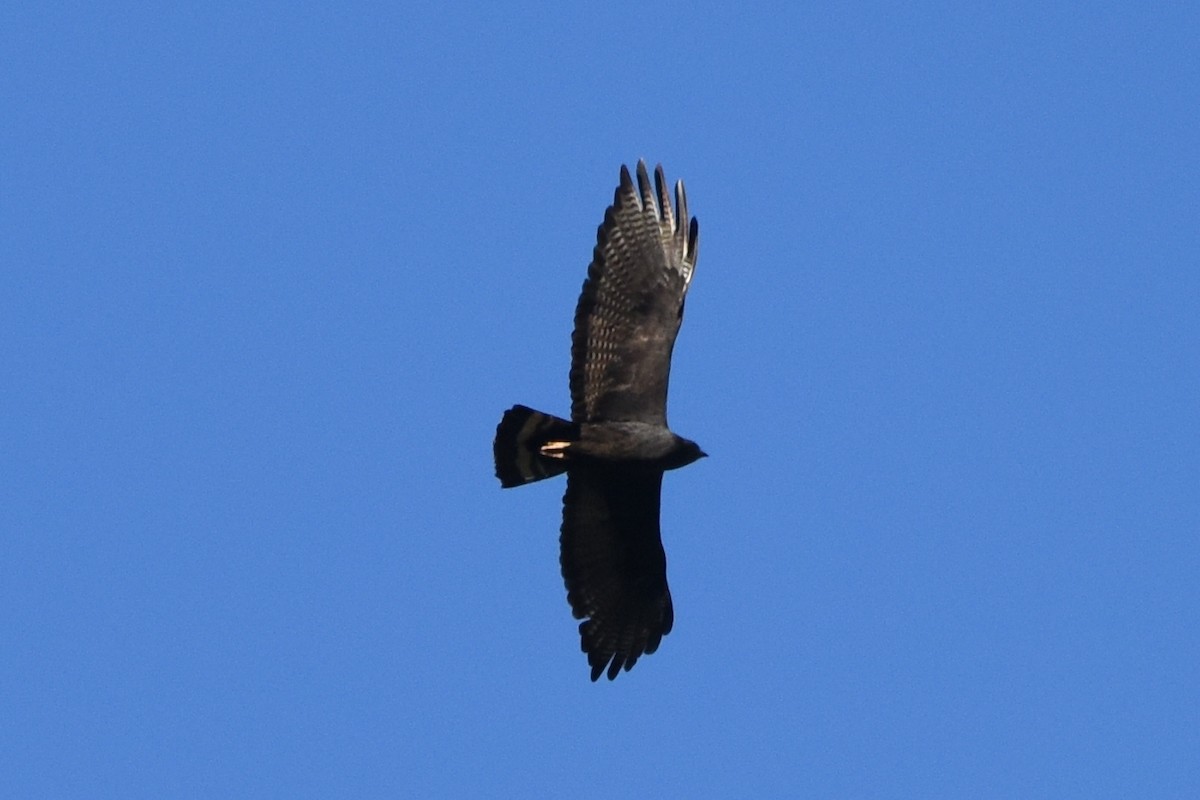 Zone-tailed Hawk - ML581191151