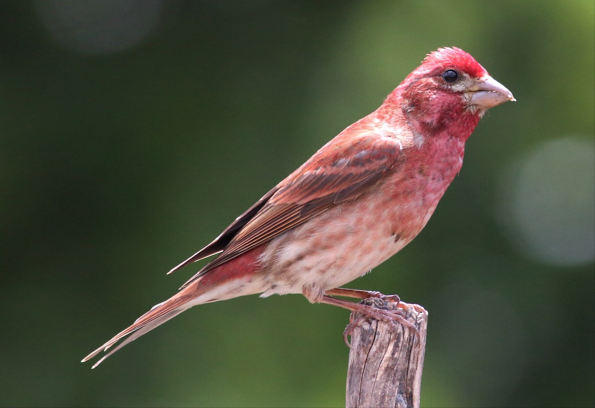 Roselin pourpré (californicus) - ML58119191