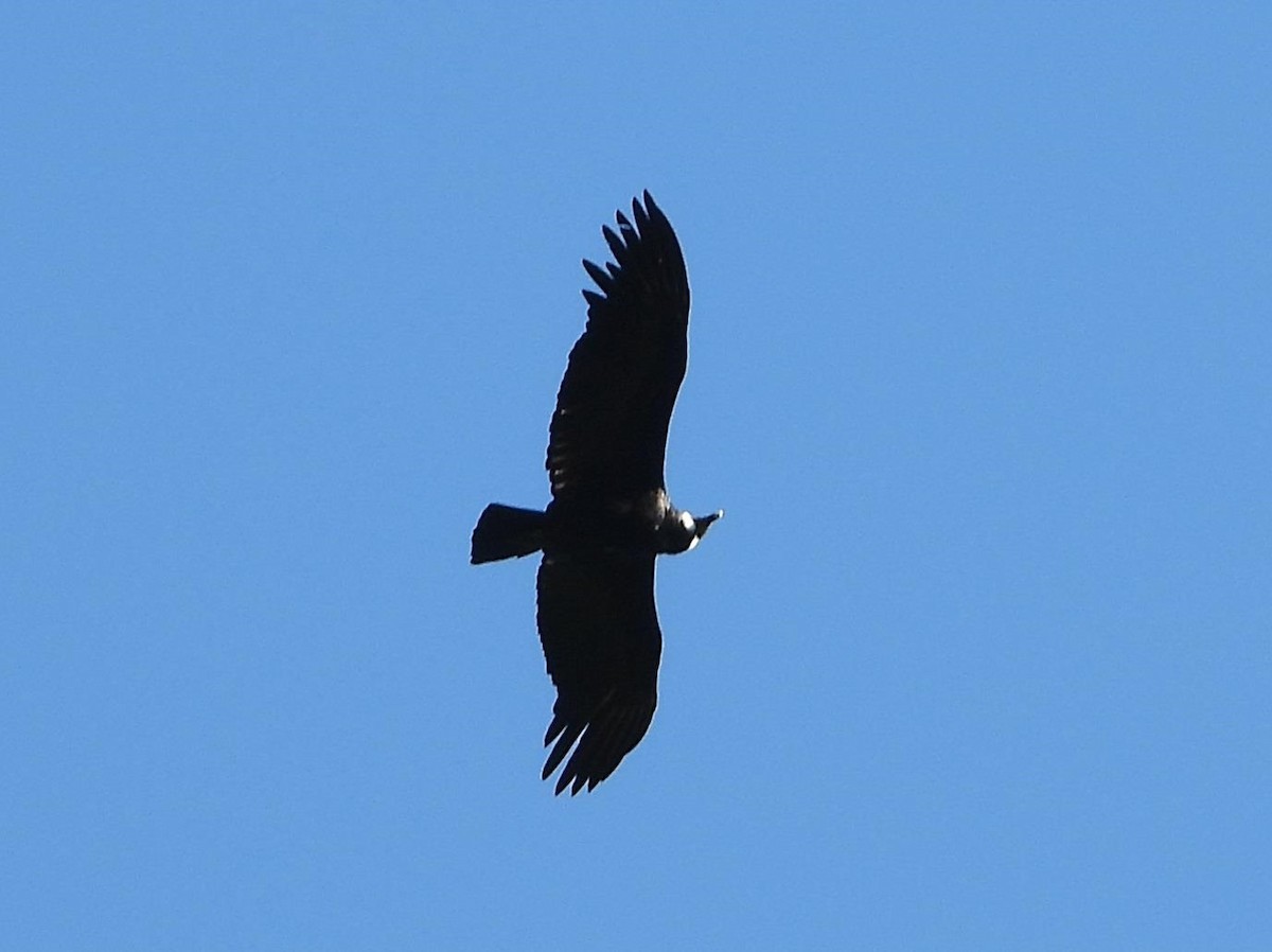 Andean Condor - Barry Reed