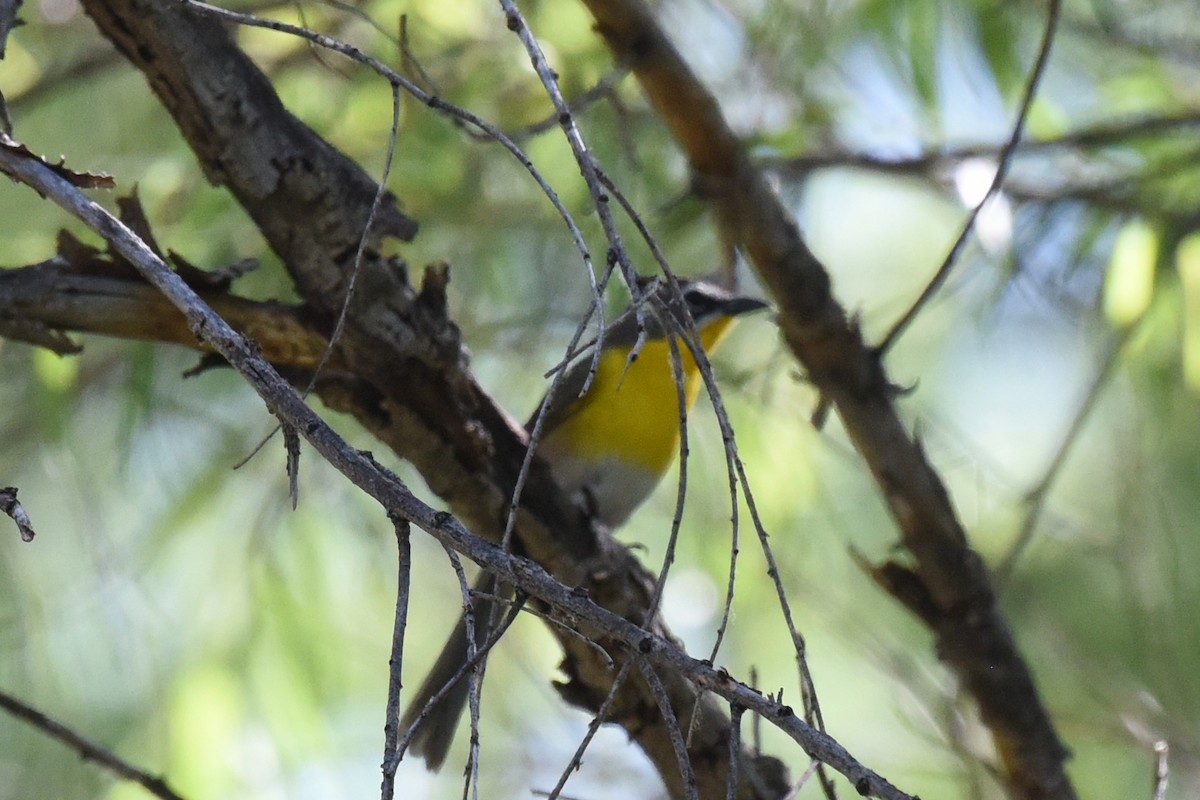 Yellow-breasted Chat - ML581194191