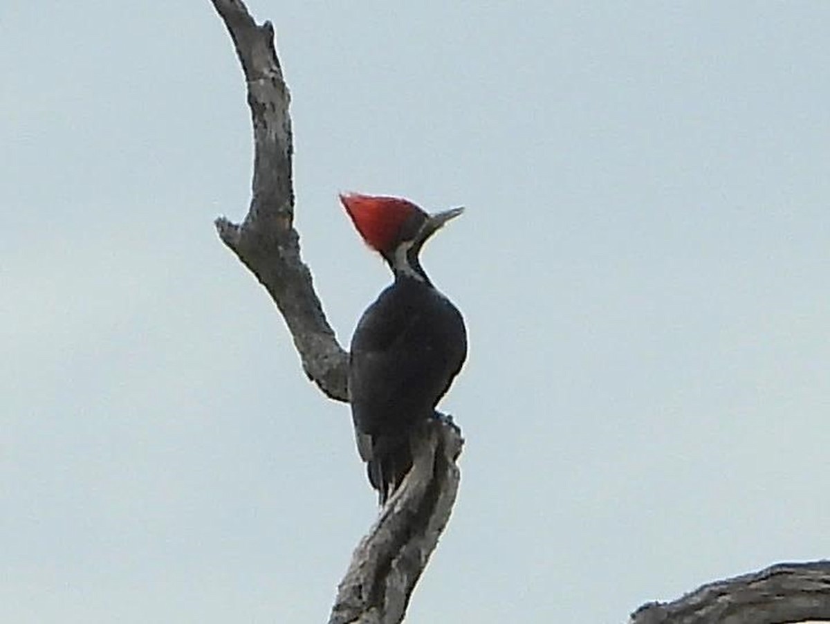 Black-bodied Woodpecker - ML581194241