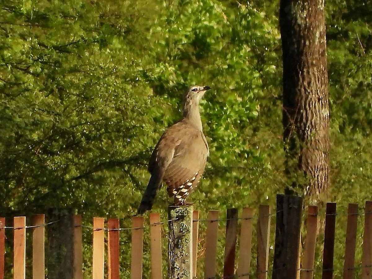 Black-legged Seriema - Barry Reed