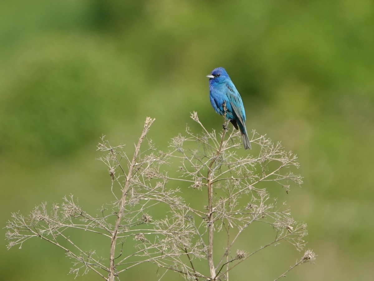 Indigo Bunting - ML581195221