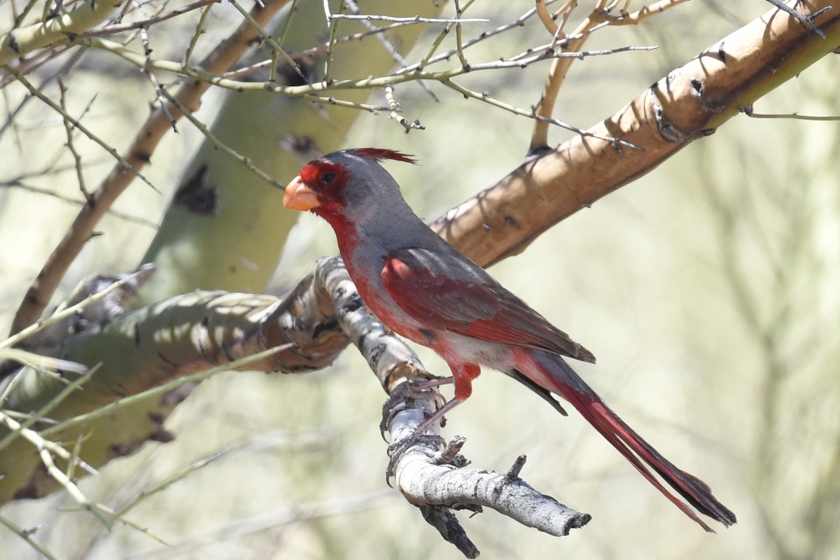 Pyrrhuloxia - Nick Moore