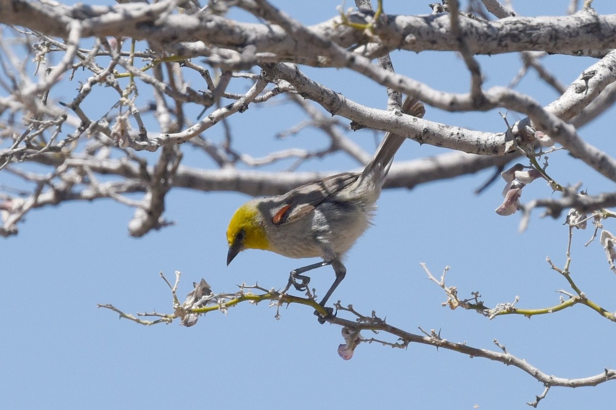 Pájaro Moscón Baloncito - ML581195821