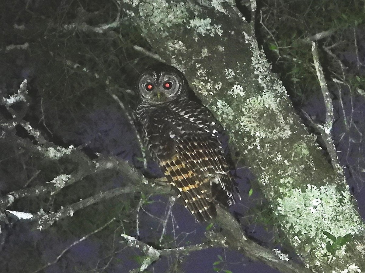 Chaco Owl - ML581196371