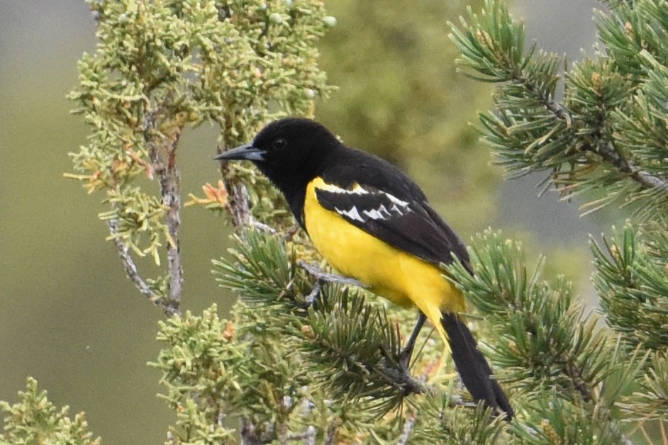 Oriole jaune-verdâtre - ML581196501