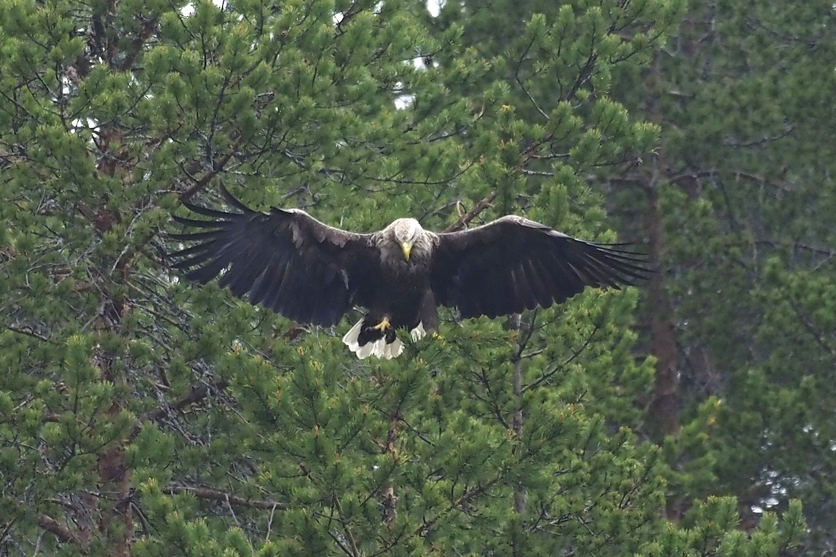 White-tailed Eagle - ML581196901