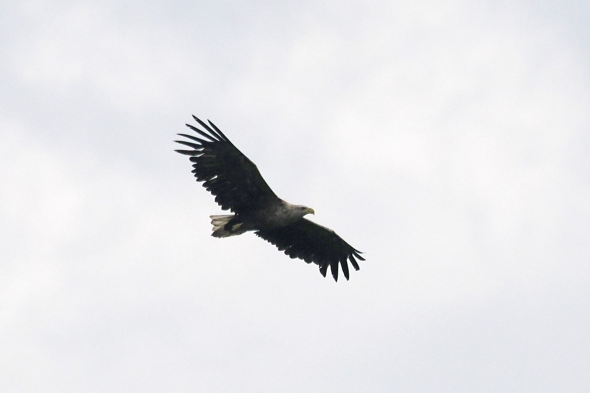 White-tailed Eagle - ML581196991