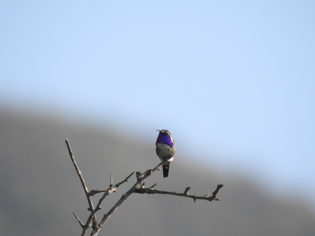 Lucifer Hummingbird - ML581197011