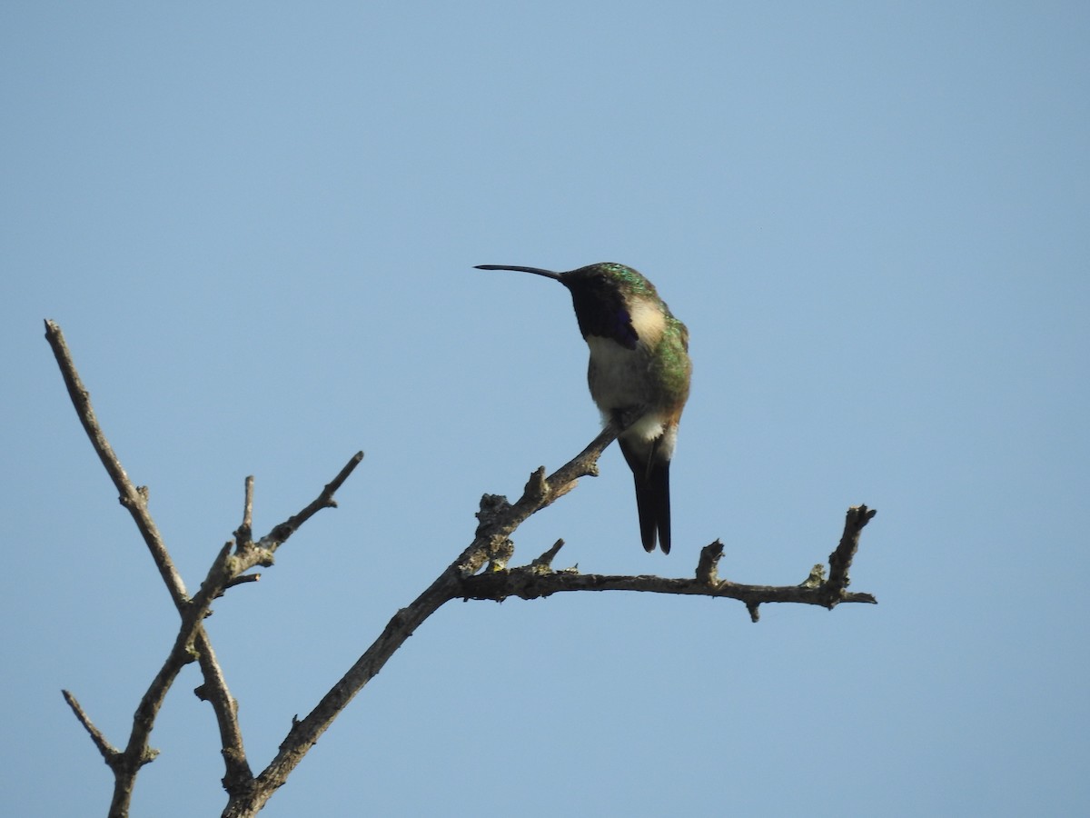 Lucifer Hummingbird - ML581197031