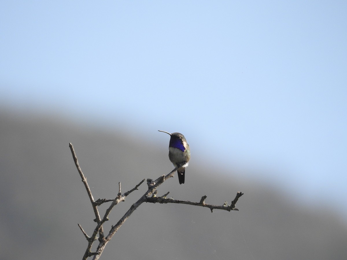 Lucifer Hummingbird - ML581197041