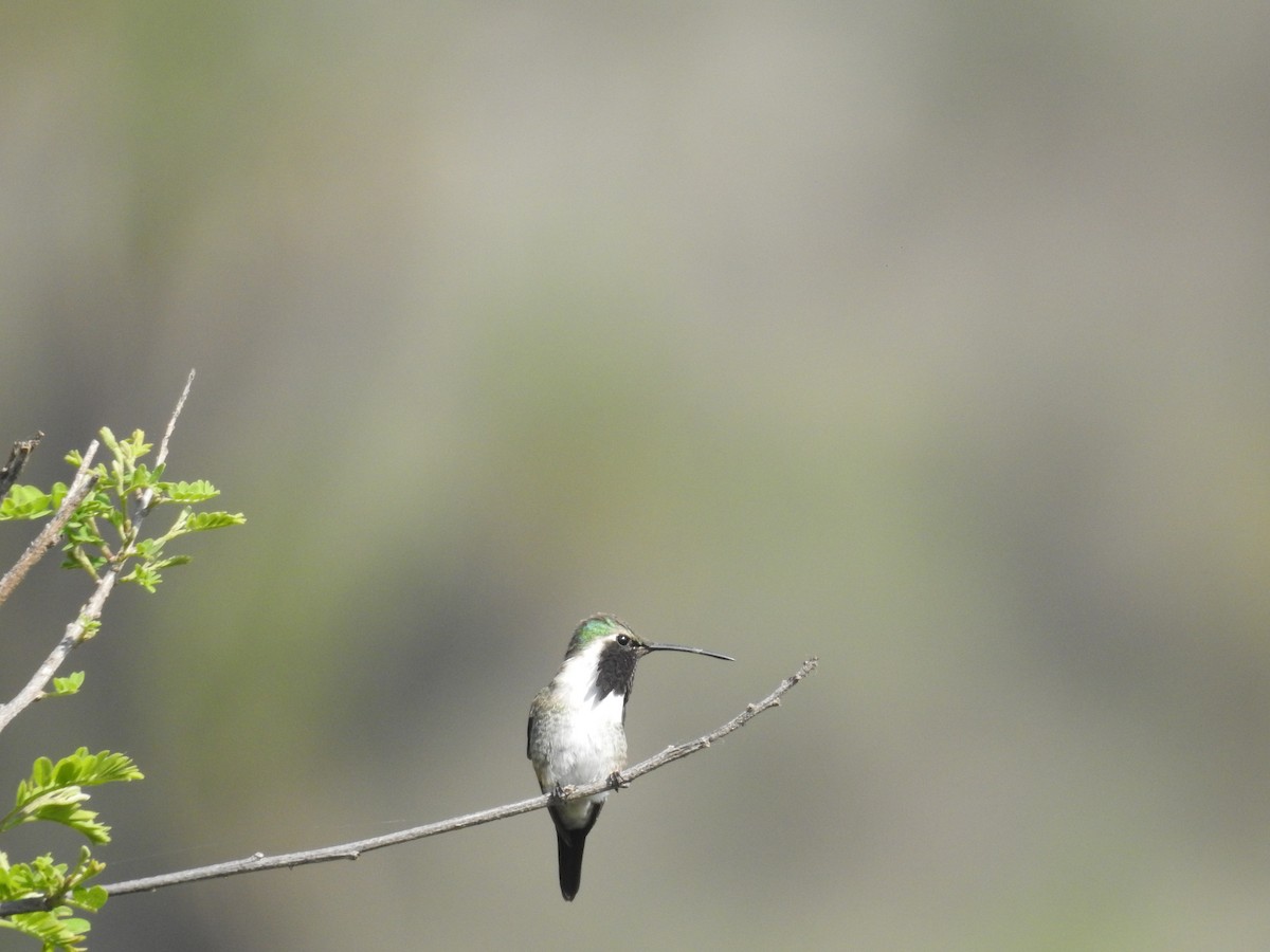 Lucifer Hummingbird - ML581197051