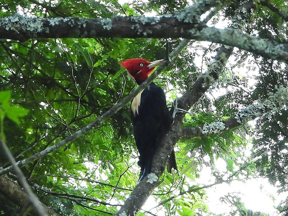 Cream-backed Woodpecker - ML581197581