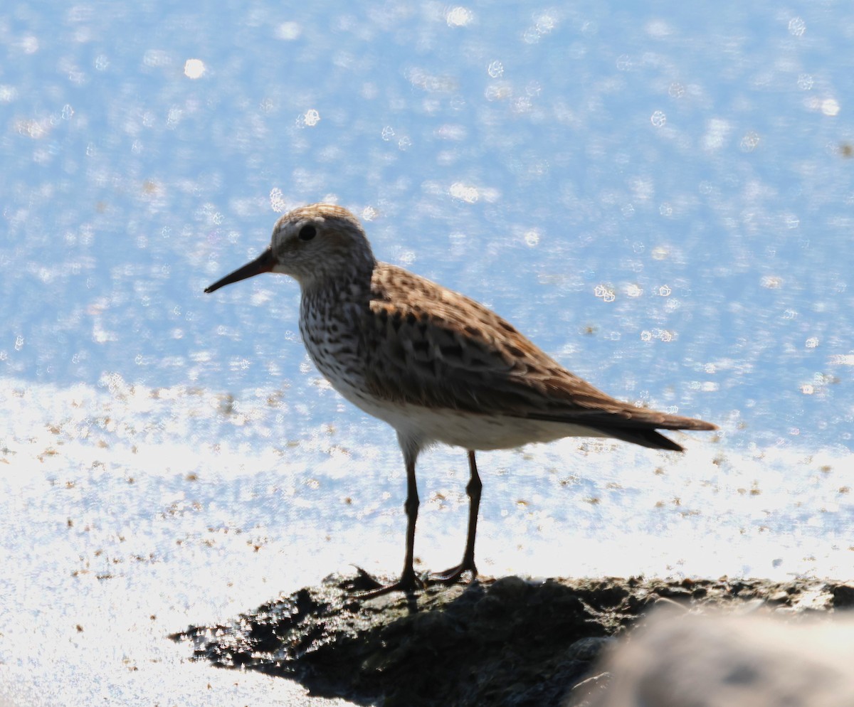 White-rumped Sandpiper - ML581198921