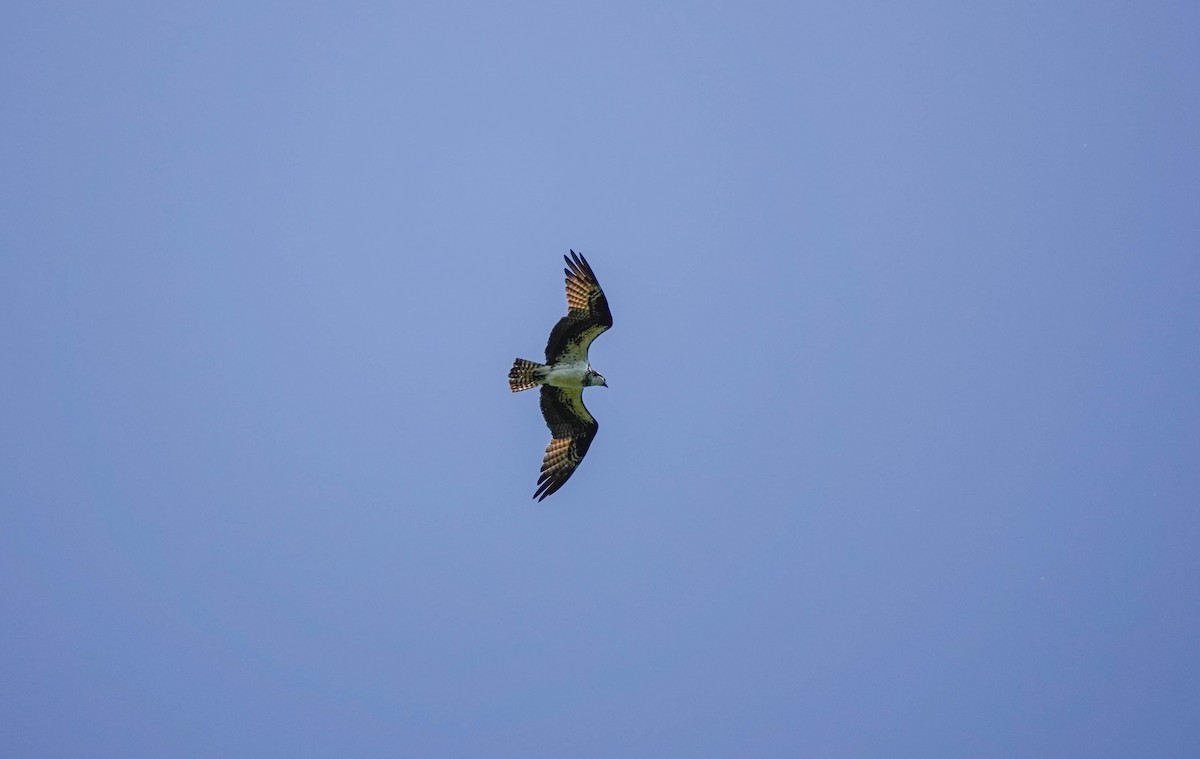 Águila Pescadora - ML581198991