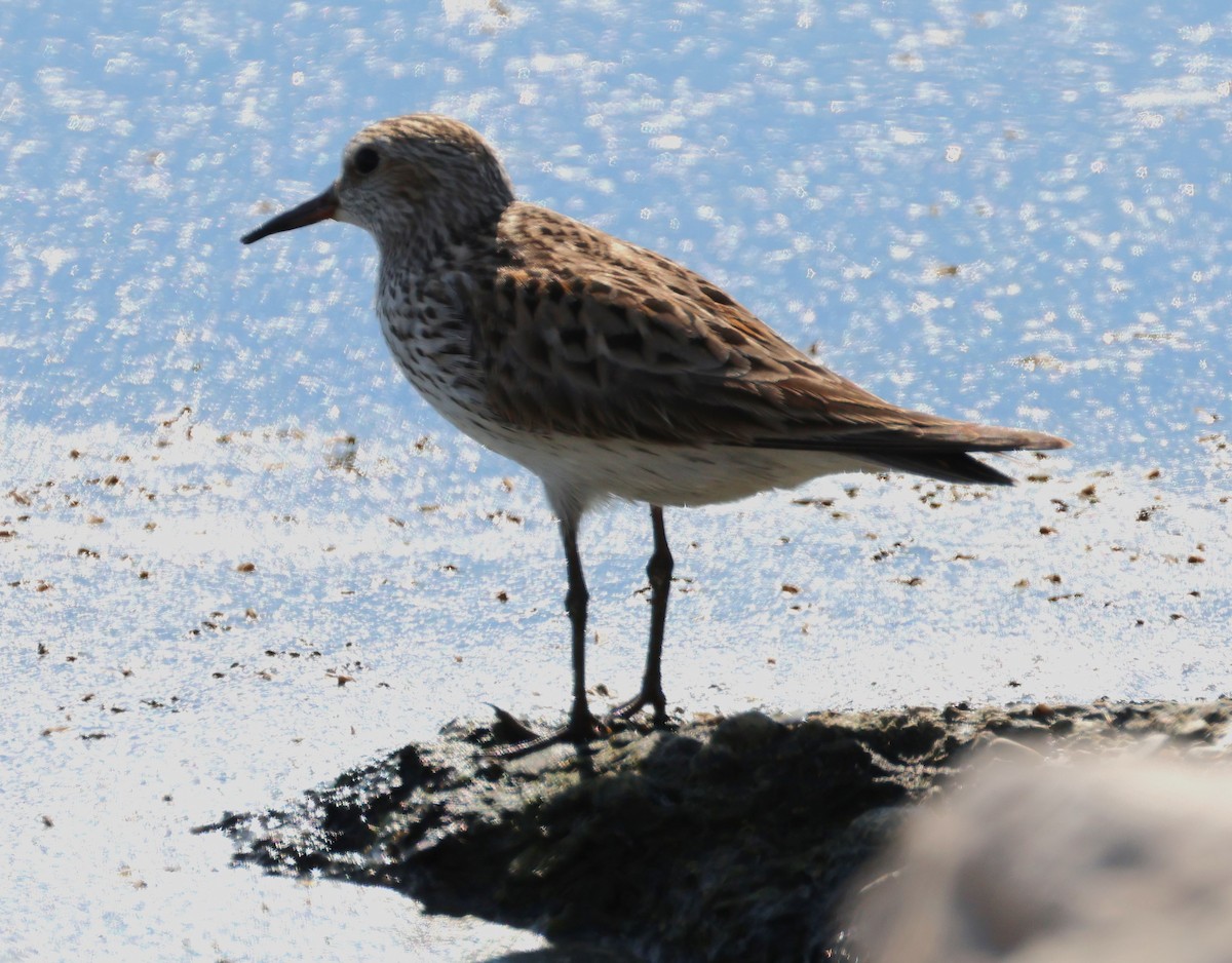 White-rumped Sandpiper - ML581199011