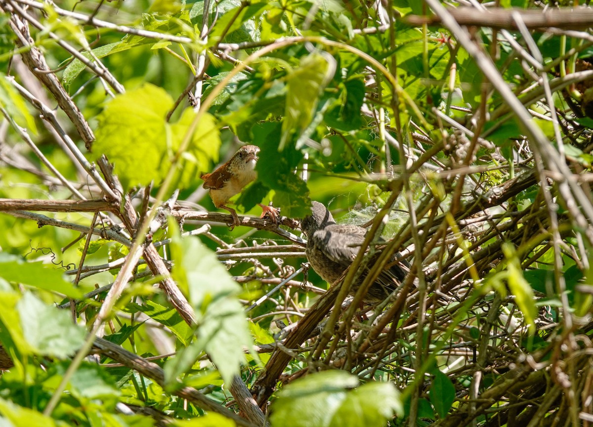 Carolina Wren - ML581199841