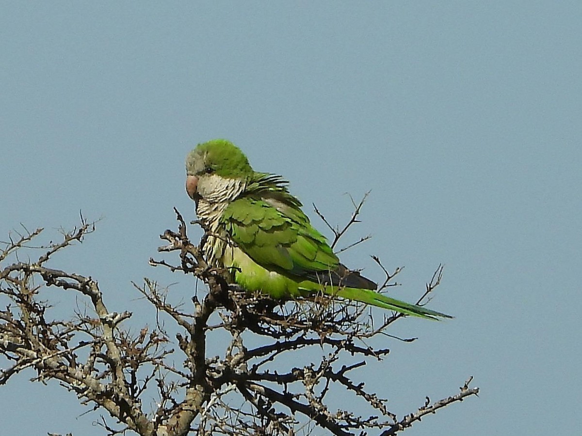 Monk Parakeet - ML581200881