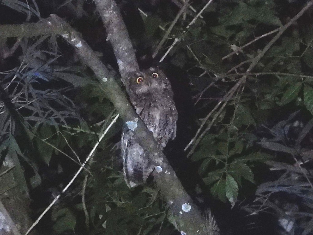 Montane Forest Screech-Owl - Barry Reed