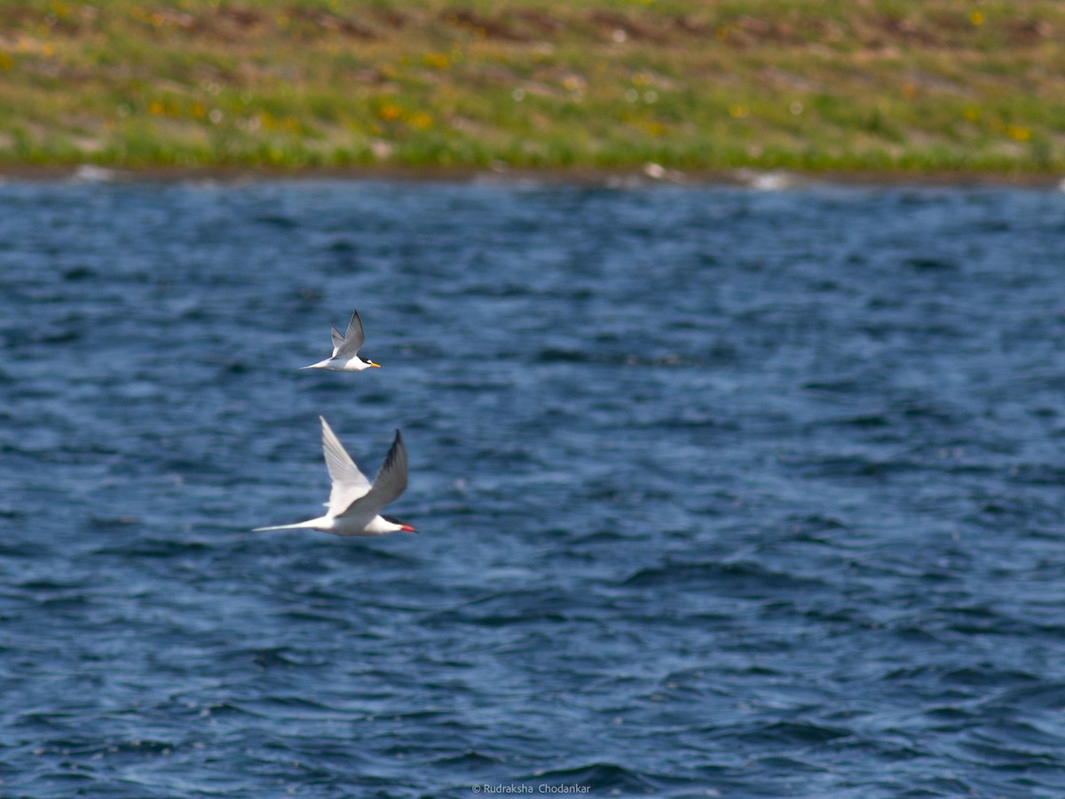 Little Tern - Rudraksha Chodankar