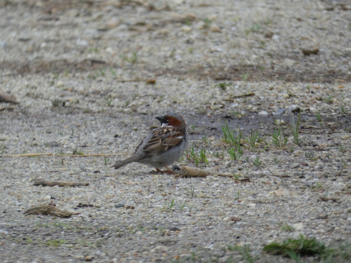 House Sparrow - ML581202361