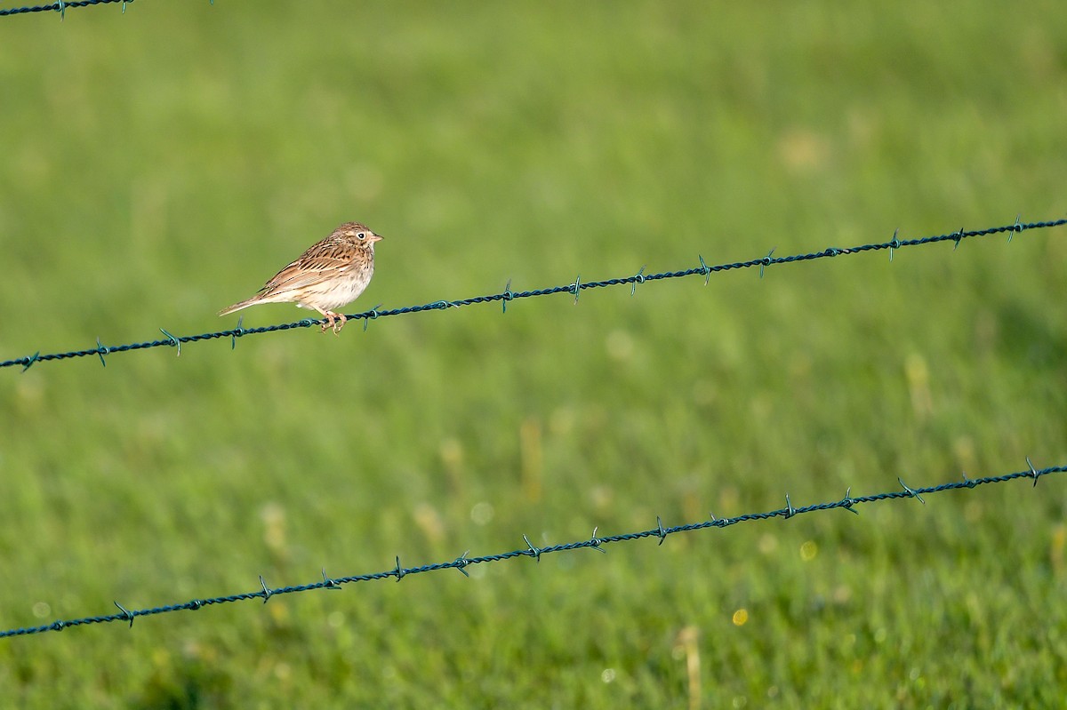 Vesper Sparrow - ML581202701