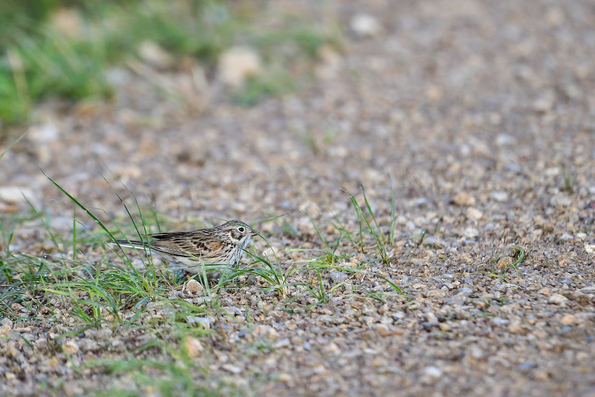 Vesper Sparrow - ML581202721