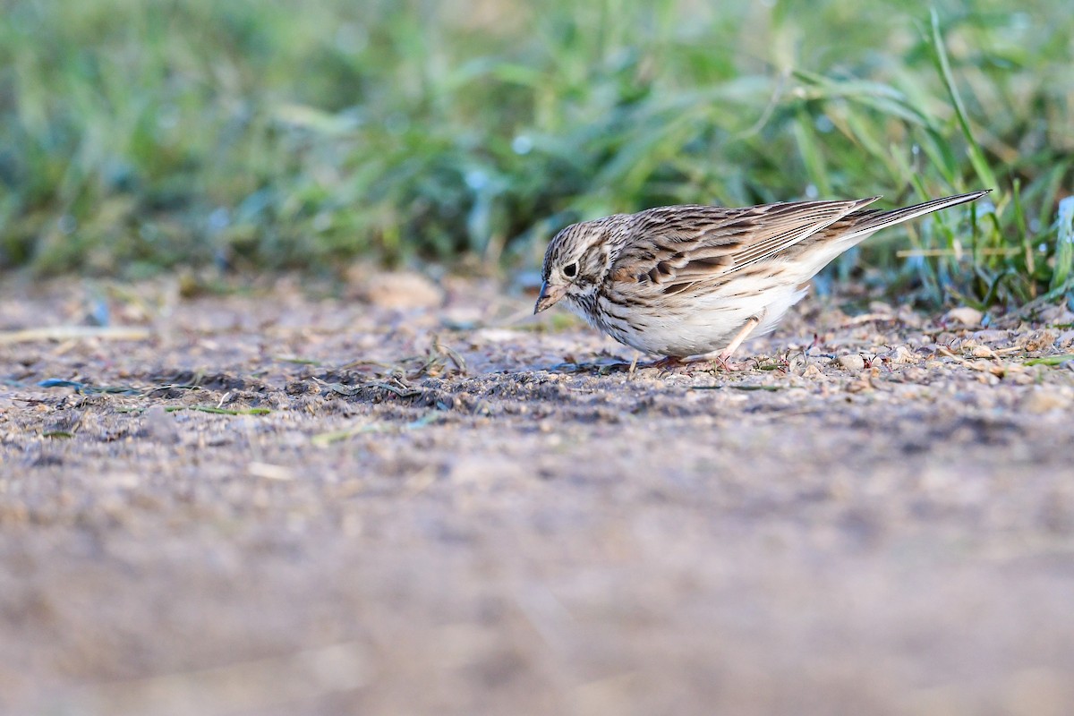 Vesper Sparrow - Raphaël Nussbaumer