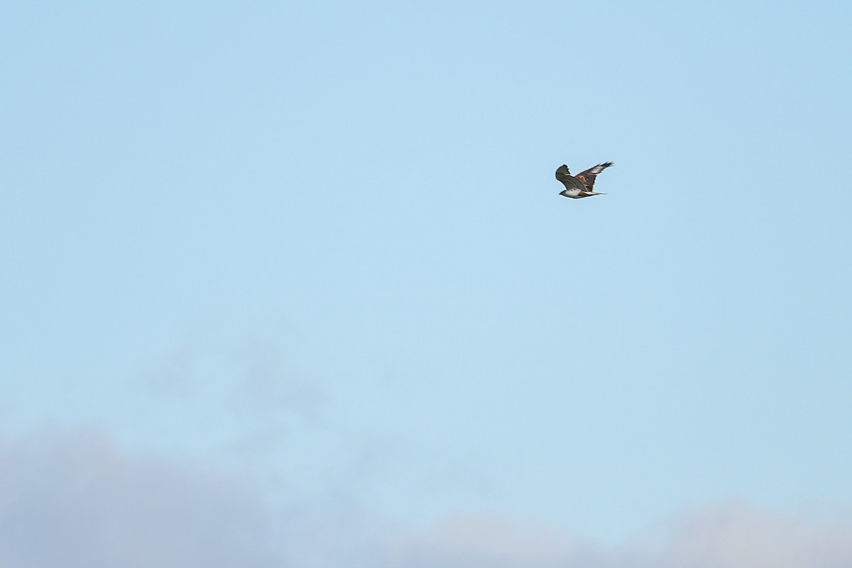 Ferruginous Hawk - ML581202801