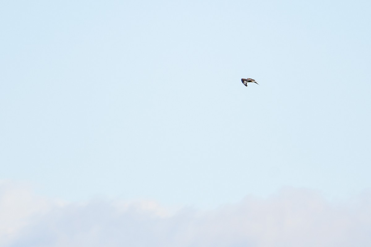 Ferruginous Hawk - ML581202811