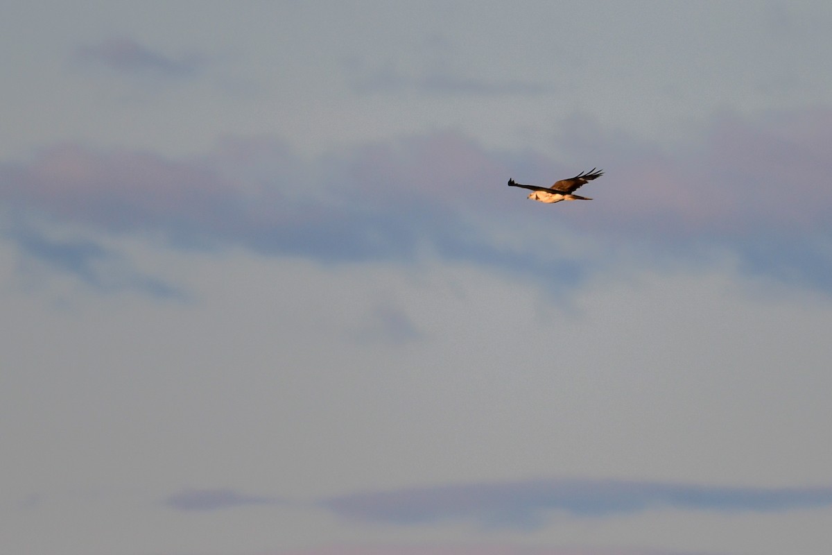 Ferruginous Hawk - ML581202981