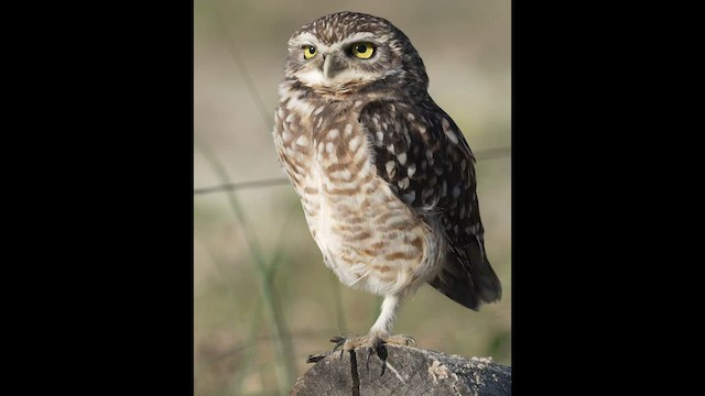 Burrowing Owl - ML581203041