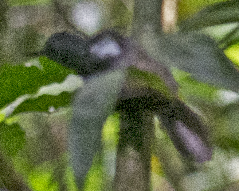 Амазонская муравьянка - ML581203771