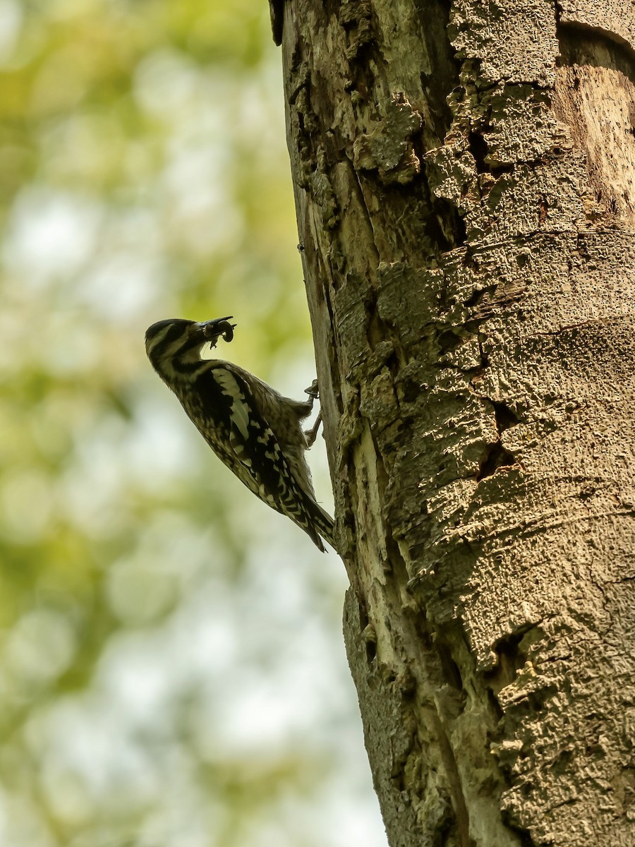 Yellow-bellied Sapsucker - ML581203791