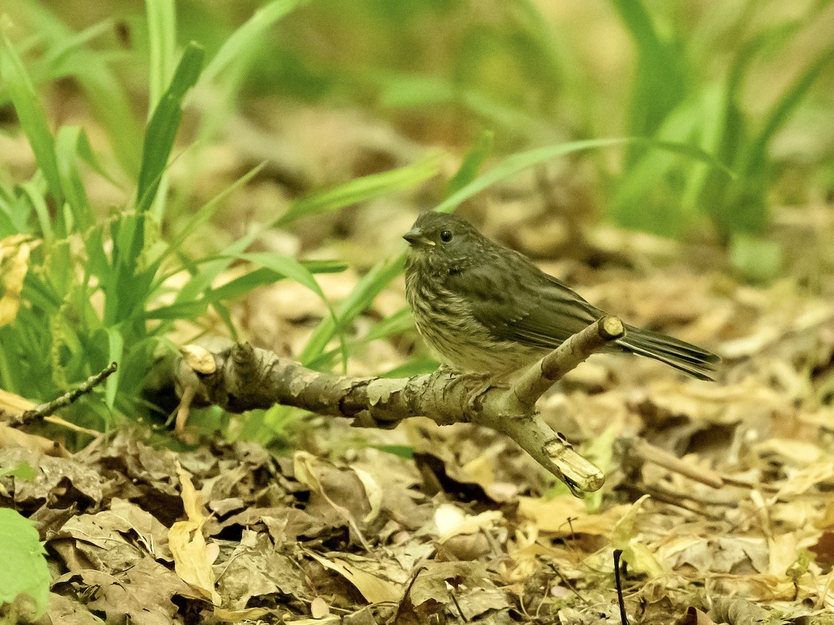 Dark-eyed Junco - ML581203951