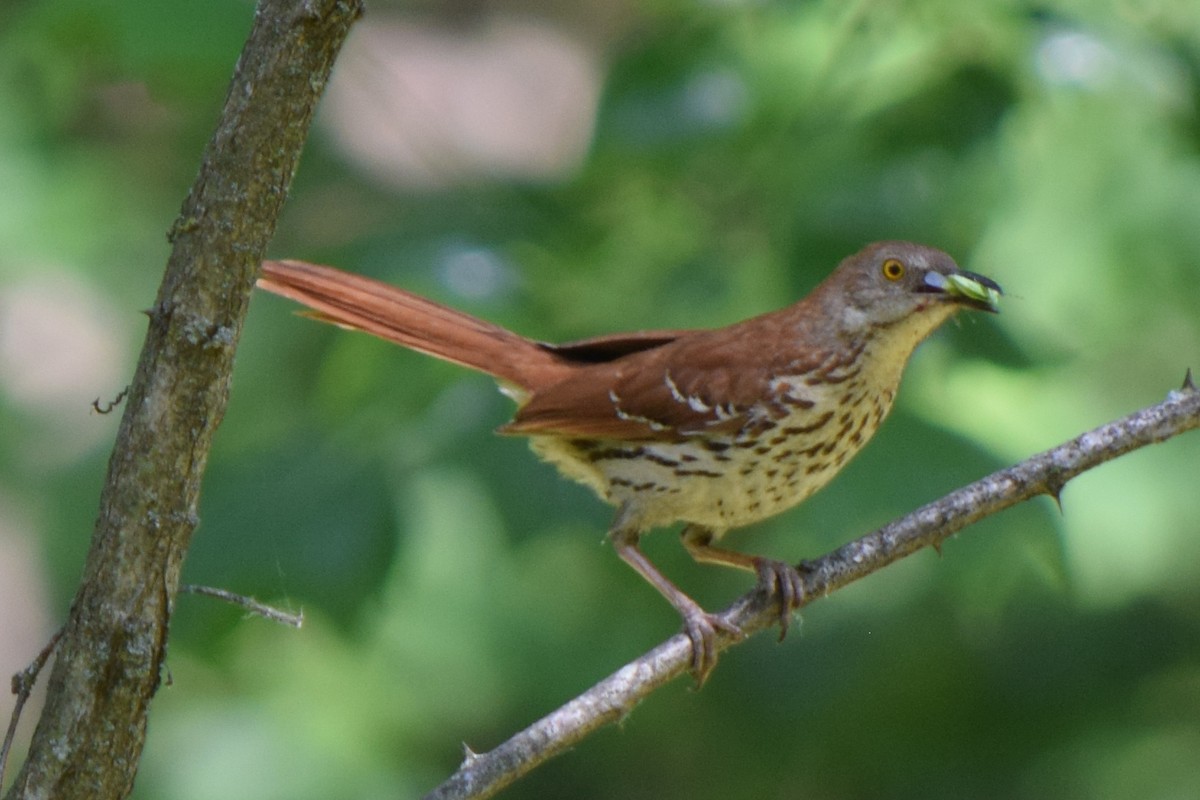 Brown Thrasher - James Bond