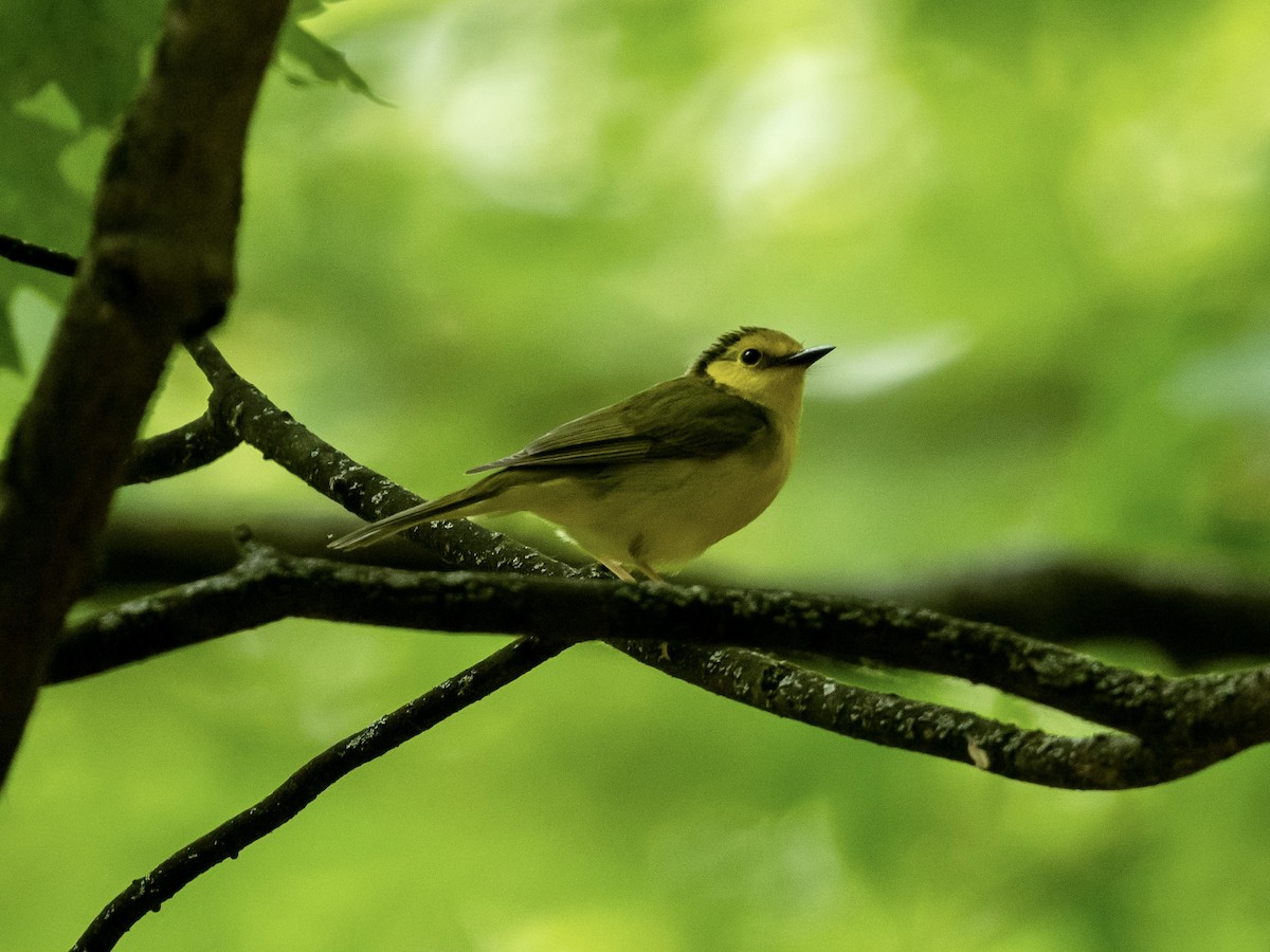 Hooded Warbler - ML581204051