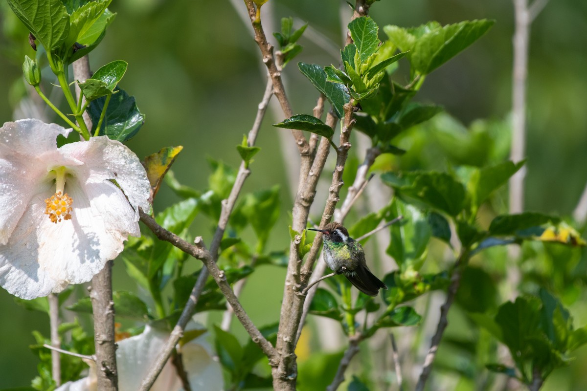 kolibřík bělouchý - ML581204121