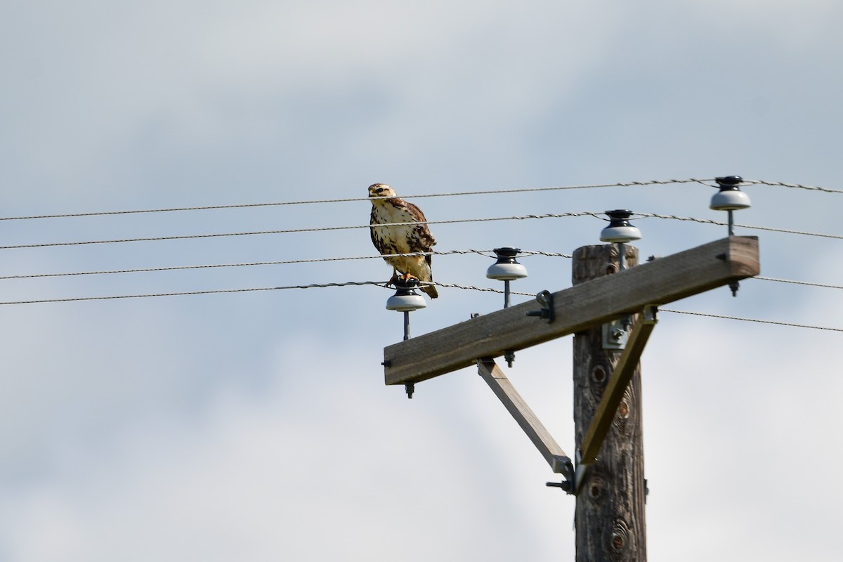 Ferruginous Hawk - ML581204321