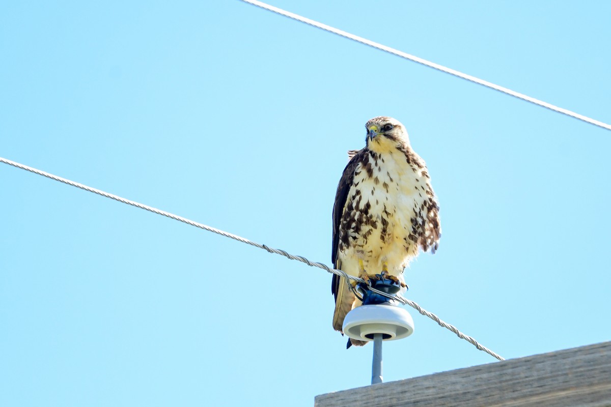 Ferruginous Hawk - ML581204331