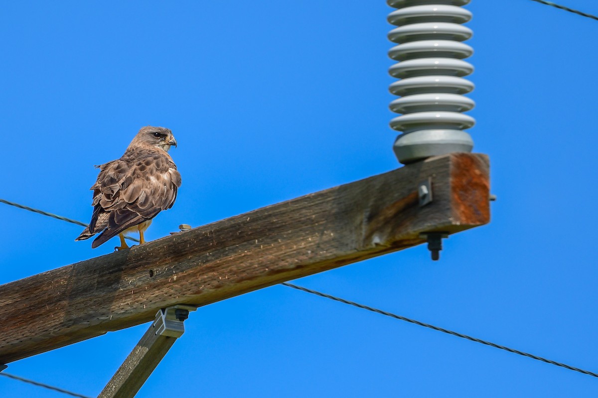 Ferruginous Hawk - ML581204341