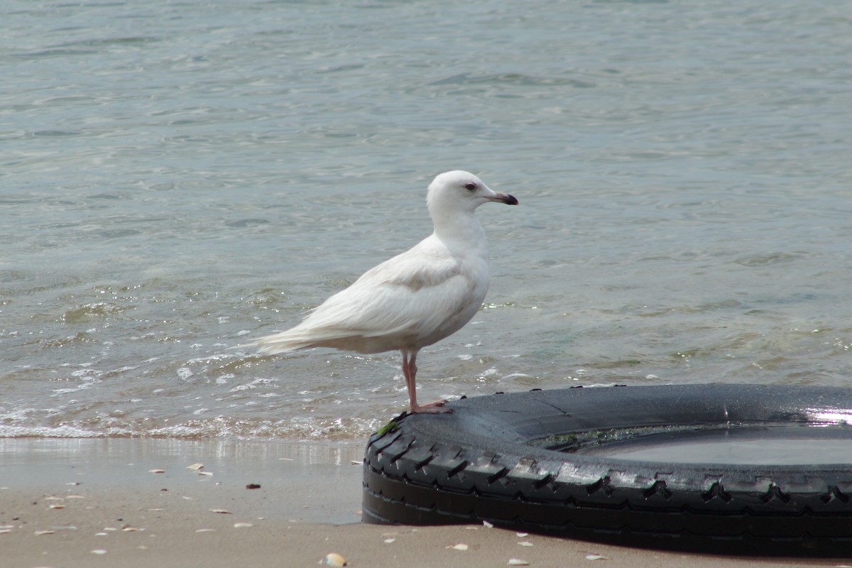 Larus sp. - ML581205181